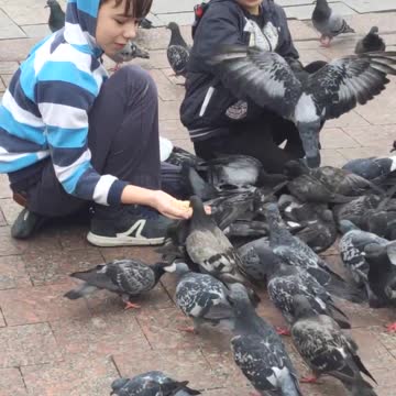 children feed pigeons