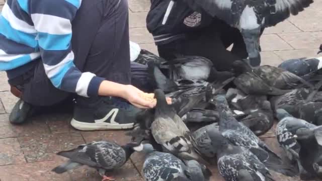 children feed pigeons