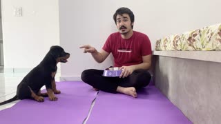 Dog food training video