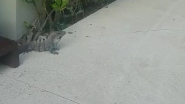 Iguana hanging out