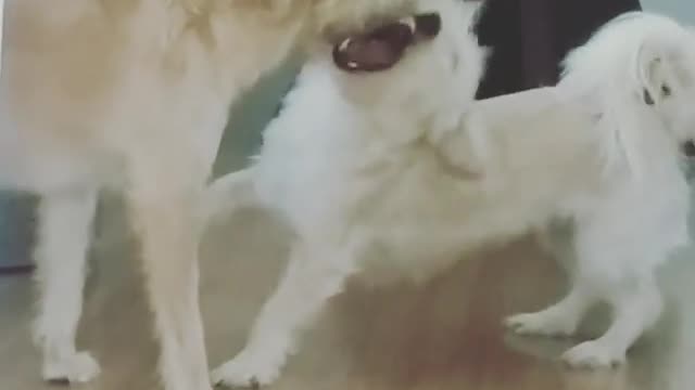 funnyy pets video