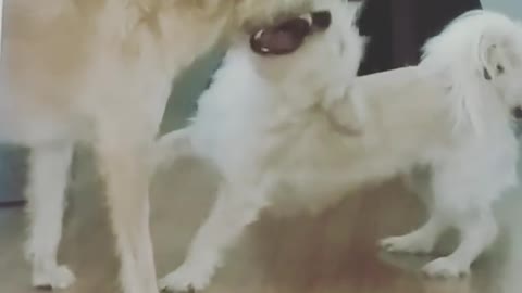 funnyy pets video