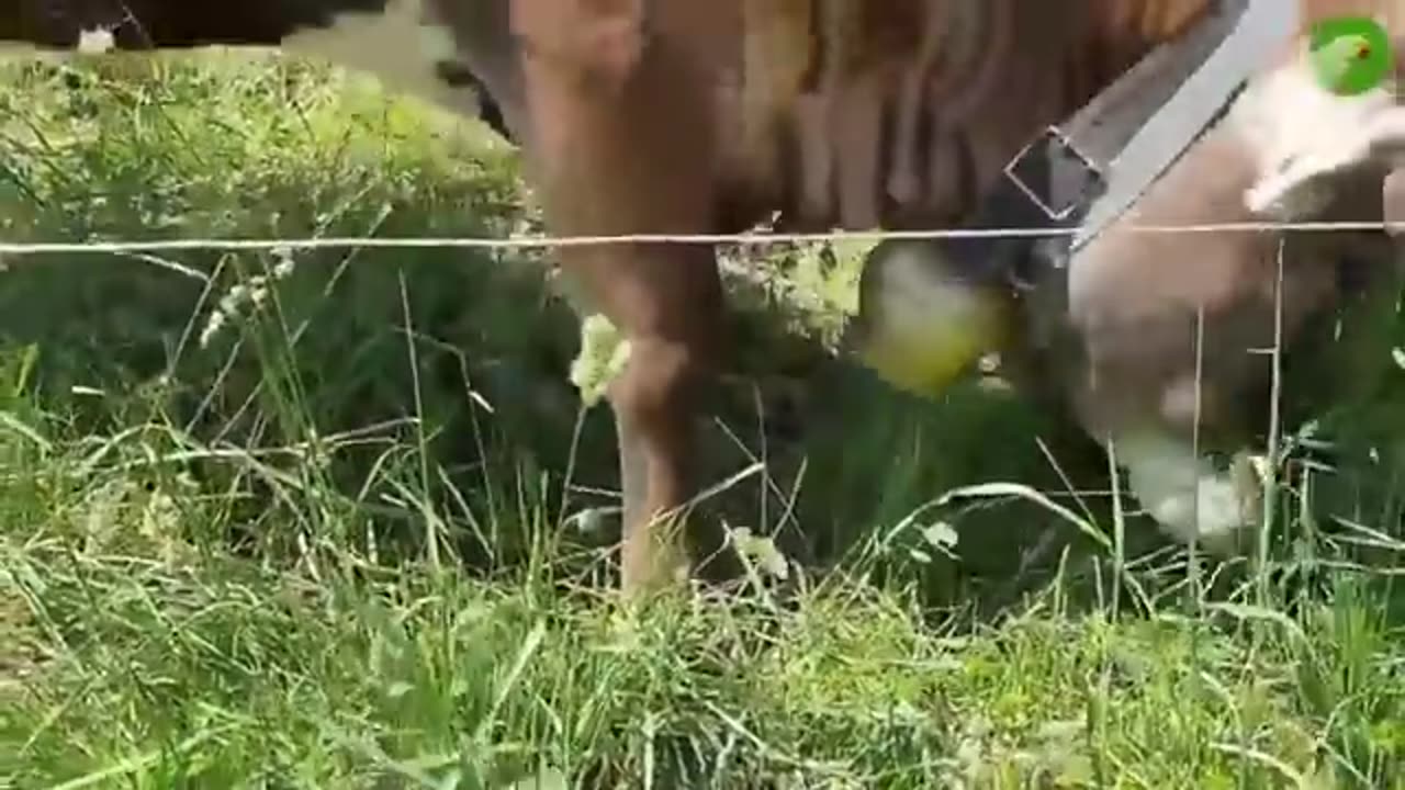 Funny cows video