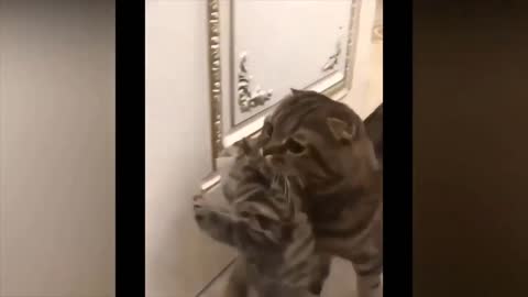 Funny Cats and Dog Videos Try Not to Laugh #shorts