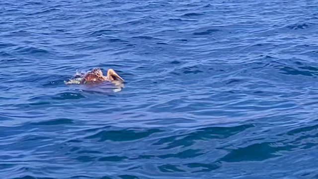 L'un des rituels d'accouplement les plus étranges. Compagnon de tortues de mer