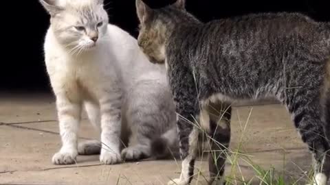 Two real cat fight amazing video 2022