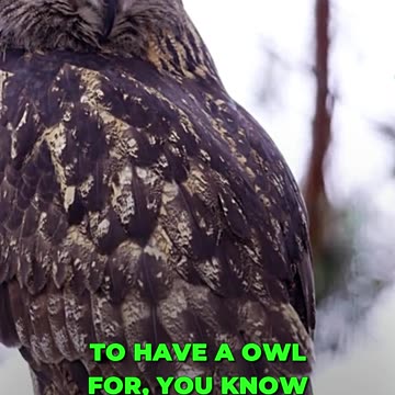 🦉 Owls: Nature's Silent Predators 🌾 🦗