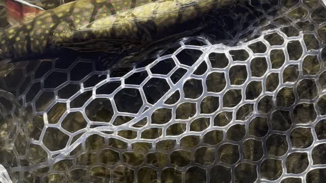 native trout release