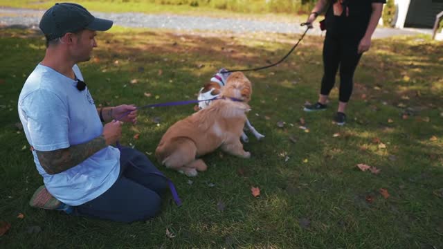 This is the best way to introduce fearful pitbull to a puppy