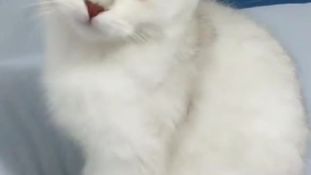 White fur Cute CAT Innocence