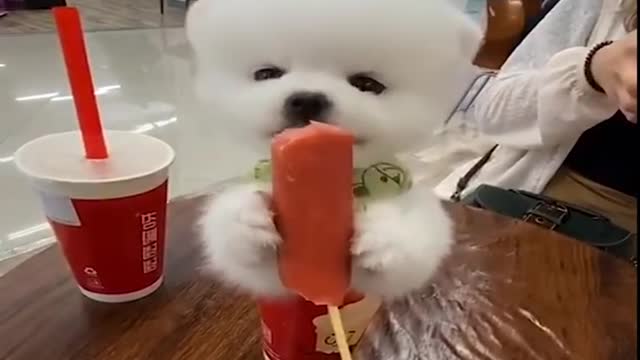 Mini Pomeranian 🔴 Funny and Cute Pomeranian Videos