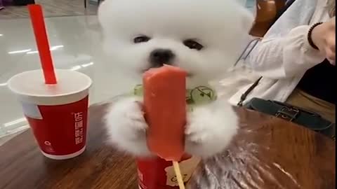 Mini Pomeranian 🔴 Funny and Cute Pomeranian Videos