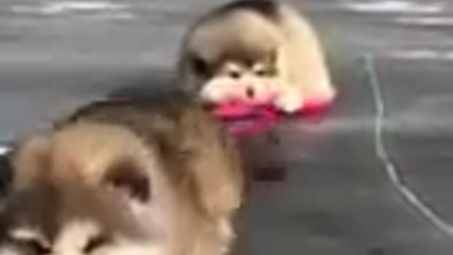 Animal video