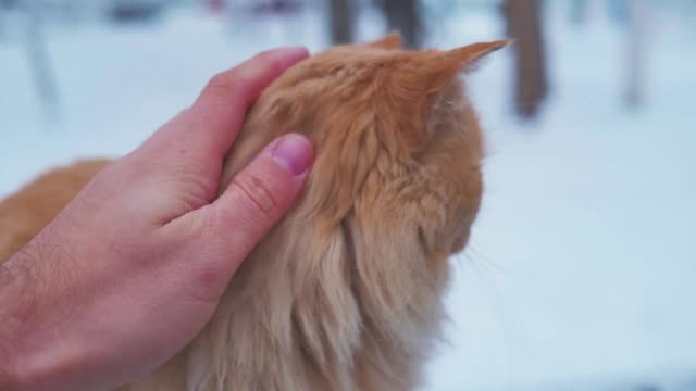 Old homeless red cat on the street. Close-up portrait cute American short hair cat. Cute cat face