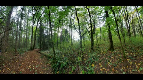 Leaves on nature trail