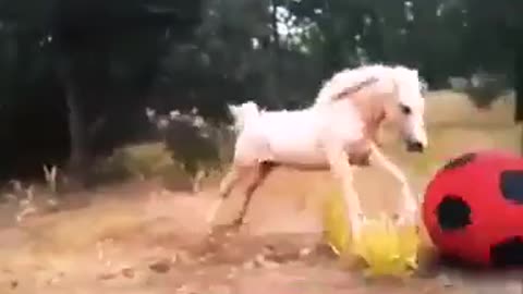 the horse is a football player