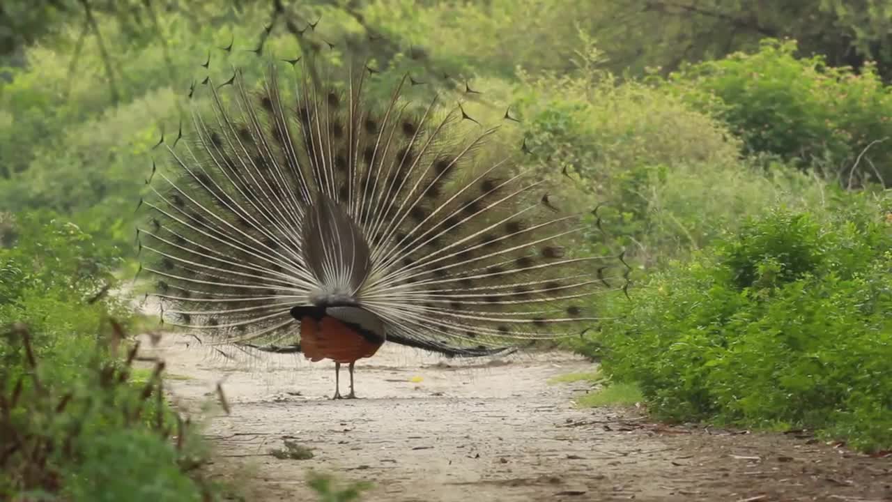 amazing peacock in the jungle His beautiful feathers are seen in her