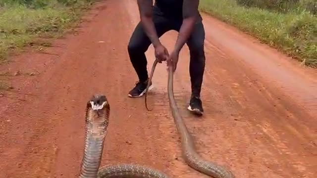 That's a big snake. That's pretty bold. Give me a thumbs up