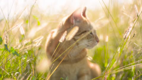 Cute cat