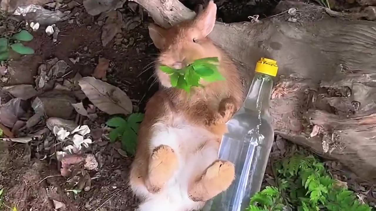 The rabbit had too much to drink.