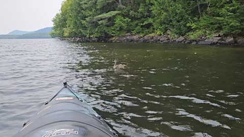 Duck while kayaking