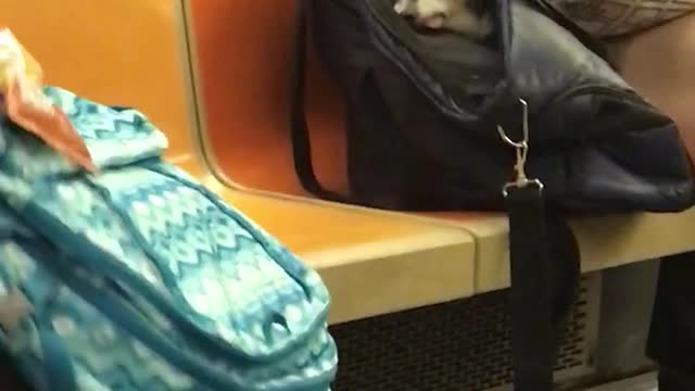 Small black dog in small black bag on subway train with tongue out