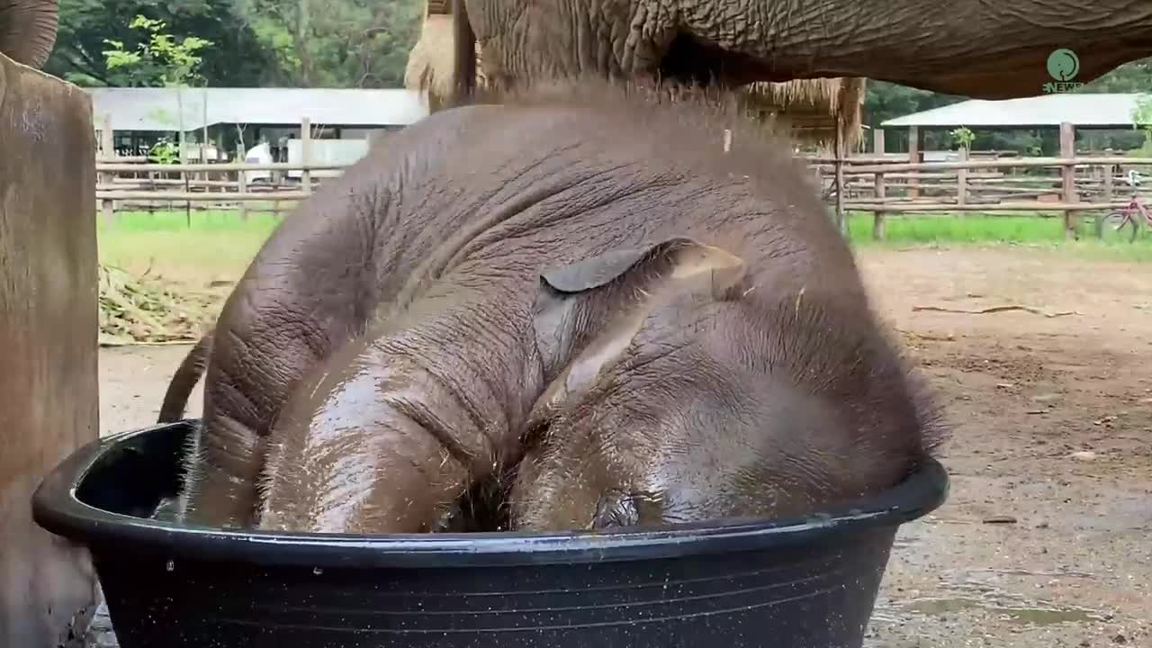 Baby elelephant