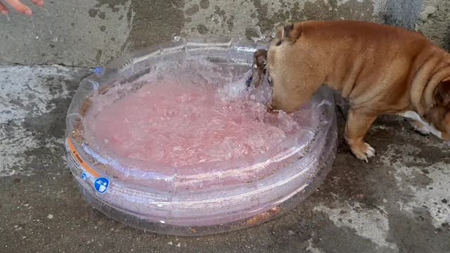 These English Bulldogs Hated The Pool