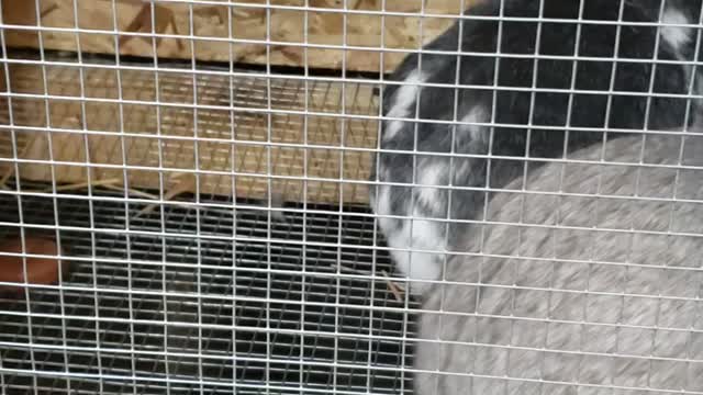 Rabbit breeding fall off.