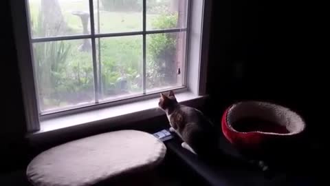 funny cats 001