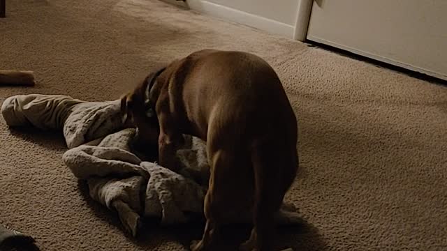 Making her bed just the way she likes it. 🐶