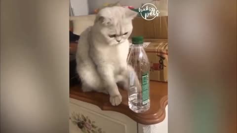 Funny Cat 🐱🐱 Video