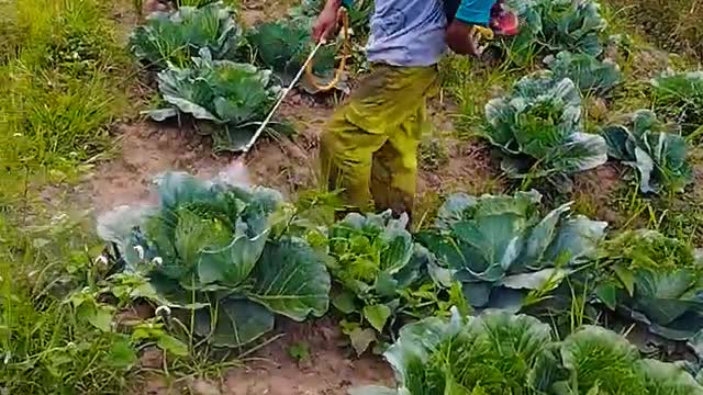 Hidroponik-Spraying pests on cabbage plants