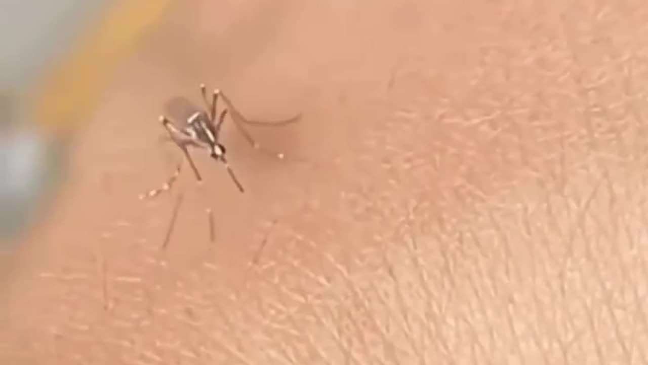 Poor mosquito yes yes yes