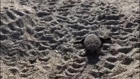 Baby turtle, facing the sea