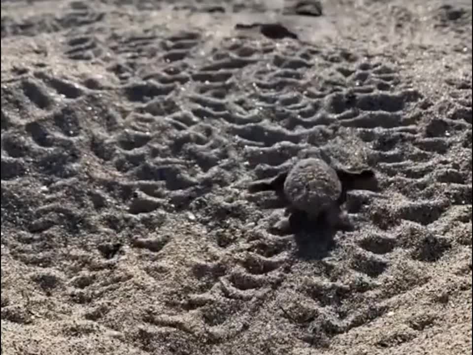 Baby turtle, facing the sea