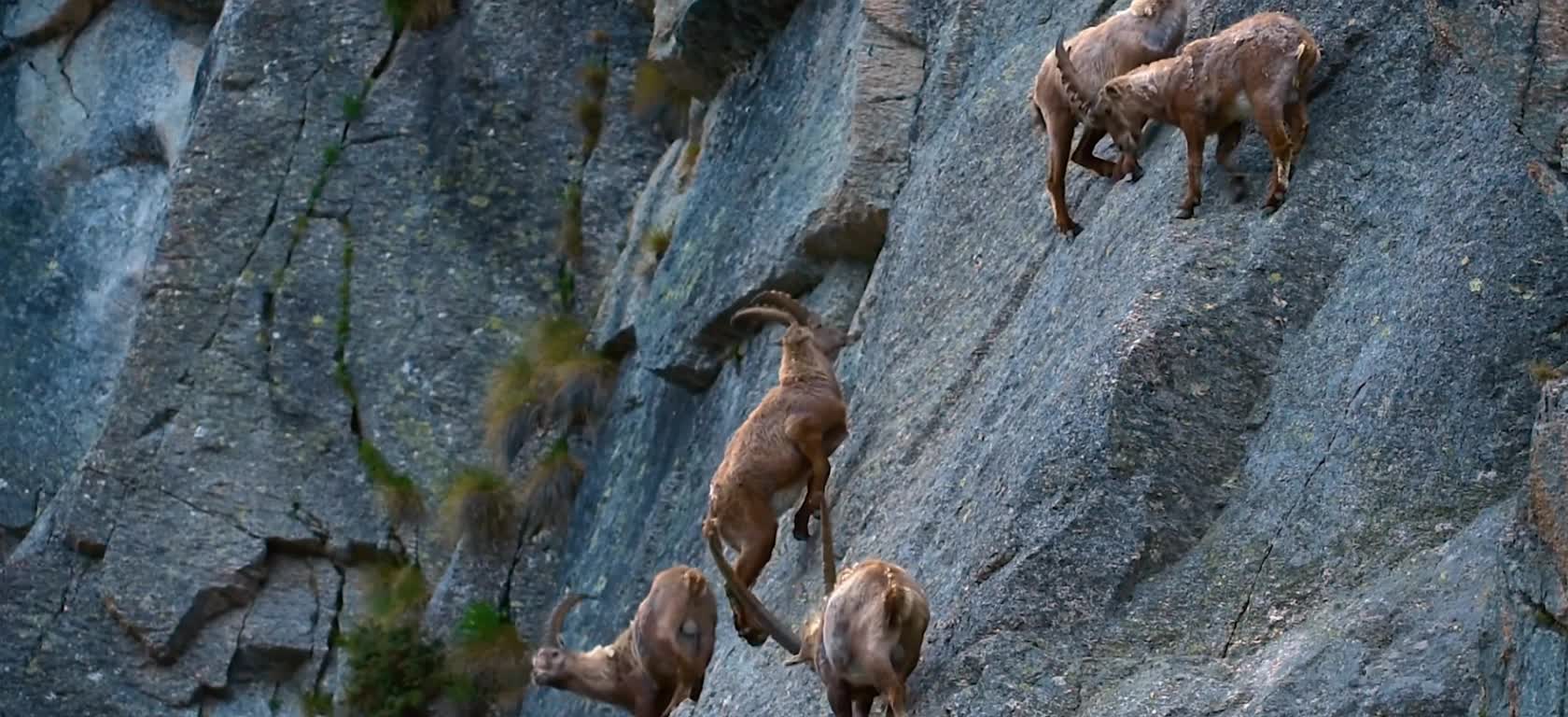 Rock the deer