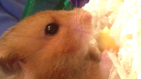 Hamster's snack time.