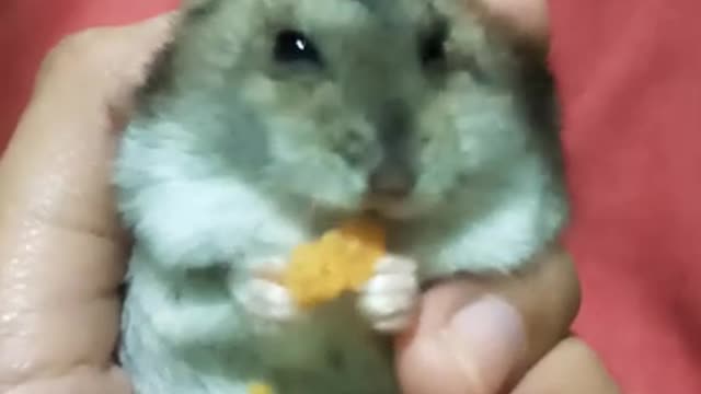 My hamster eating snack laziest possible way.