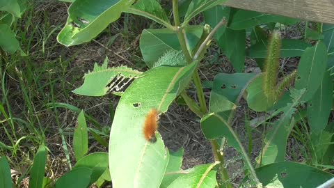 282 Toussaint Wildlife - Oak Harbor Ohio - Little One Lost Its Way