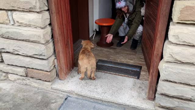 Abandoned Puppy Followed Us Home And We Let Him InPawMeow