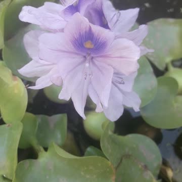 Eichhornia last flowers