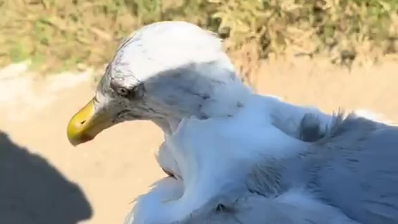 MIGRANTS EATING WILDLIFE ⚠️