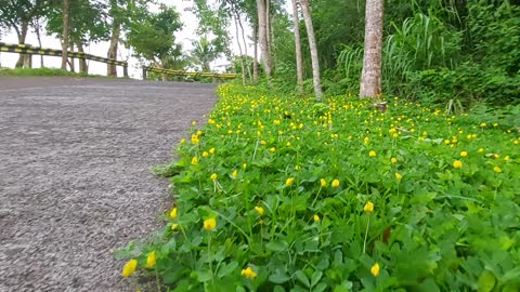 Walking in yellow flowers