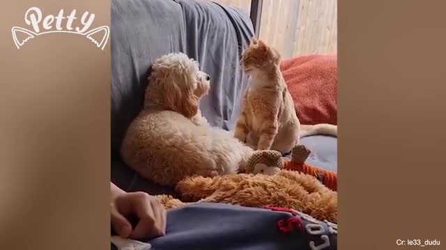 CATS vs DOGS! Love and hate! Compilation of funny cats and dogs for a good mood! 🤣