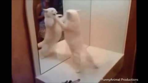 Cats VS Mirrors Compilation