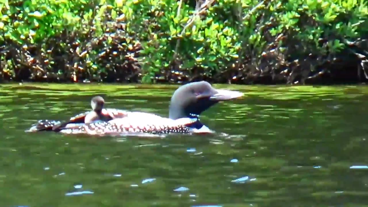 Loon Chick