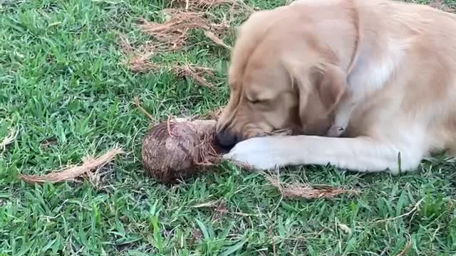 Bo Gets to the NUT!!