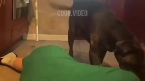 Dog Don't Play No Games