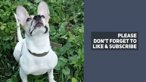 Dog Fun Compilation
